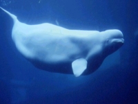 Běluha mořská, Delphinapterus leucas, Beluga Whale - http://viajar-desde-94.heim.at/privat/us86.jpg