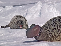 Čepcol hřebenatý, Cystophora cristata, Hooded Seal - http://s190.photobucket.com/albums/z257/americanwildlife/Mammal/Z-PeteCooper-hoodedseal.jpg