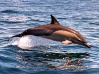 Delfín obecný, Delphinus delphis, Long-beaked Common Dolphin - http://www.promare.at/images/news/jump.jpg