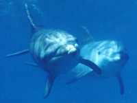 Delfín skákavý, Tursiops truncatus, Bottlenosed dolphin