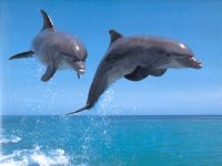 Delfín skákavý, Tursiops truncatus, Bottlenosed dolphin - http://entre_lineas.blogia.com/upload/20051116202130-delfin.jpg