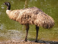 Emu hnědý, Dromaius novaehollandiae, Emu - http://upload.wikimedia.org/wikipedia/commons/c/c4/Emoe.jpg