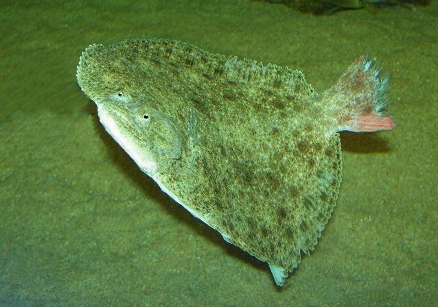 Kambala Fisch