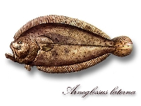 Kambalka štíhlá,  Arnoglossus laterna, Scaldfish     - http://www.torreomnia.com/Testi/argenziano/dizionario_mare/suacia1.jpg