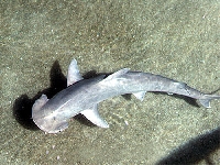 Kladivoun tiburo, Sphyrna tiburo, Bonnet Hammerhead - http://www.flmnh.ufl.edu/fish/education/sharkkey/images/bonnethead2.jpg