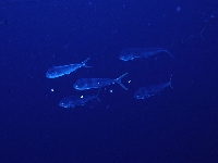 Koryféna velká, Coryphaena hippurus, Common dolphinfish - http://fishbase.org/images/species/Cohip_u1.jpg