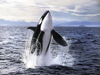 Kosatka dravá, Orcinus orca, Killer whale - http://www.iabc.cz/images/tistene_ABC/15/07_KOSATKA_PROFI.jpg