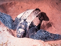 Kožatka velká, Dermochelys coriacea, Leatherback Turtle - http://upload.wikimedia.org/wikipedia/commons/9/9b/LeatherbackTurtle.jpg