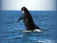 Kulohlavec černý, Globicephala melaena, Long-Finned Pilot Whale - http://sci.ege.edu.tr/~sukatar/Globicephala%20melaena1_dosyalar/image002.jpg