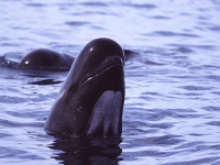 Kulohlavec černý, Globicephala melaena, Long-Finned Pilot Whale - http://www.ericwpreston.com/images/PilotWhale_1.jpg