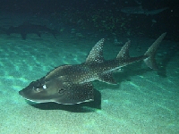 Kytarovec křivoústý, Rhina ancylostoma, Bowmouth guitarfish - http://www.georgiaaquarium.org/media/images/newsroom/bowmouth.jpg