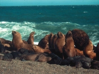 Lachtan hřivnatý, Otaria flavescens, South American Sea Lion - http://www.cienciahoy.org.ar/ln/hoy59/lobo.jpg