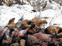 Lachtan hřivnatý, Otaria flavescens, South American Sea Lion - http://www.delange.org/Ballestas/Dsc00116.jpg