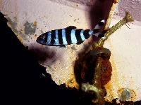 Lodivod mořský, Naucrates ductor, Pilotfish - http://www.fishbase.org/images/species/Naduc_u1.jpg