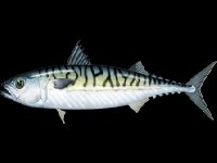 Makrela obecná, Scomber scombrus, Atlantic mackerel  - http://upload.wikimedia.org/wikipedia/commons/c/cb/Scomber_scombrus.png