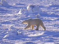 Medvěd lední, Ursus maritimus, Polar bear - http://animais.com.sapo.pt/Polar6.jpg