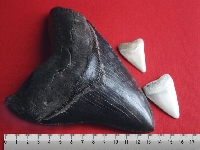 Megalodon, Carcharodon megalodon, Megalodon - http://upload.wikimedia.org/wikipedia/commons/4/43/Megalodon_tooth_with_great_white_sharks_teeth-3-2.jpg