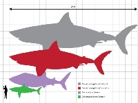 Megalodon, Carcharodon megalodon, Megalodon - http://upload.wikimedia.org/wikipedia/commons/4/4d/Megalodon_scale.svg