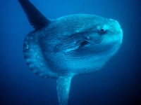 Měsíčník svítivý, Mola mola, Ocean sunfish     - http://upload.wikimedia.org/wikipedia/commons/9/98/Mola_mola.jpg