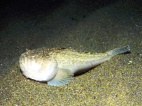 Nebehled obecný, Uranoscopus scaber, Atlantic stargazer - http://www.fishbase.org/images/species/Ursca_u1.jpg