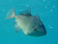 Osténec korolínský, Balistes capriscus, Grey triggerfish     - http://fishbase.org/images/species/Bacap_j0.jpg