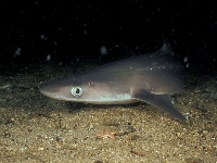 Ostroun obecný, Squalus acanthias, Piked dogfish - http://fishbase.org/images/species/Sqaca_u3.jpg