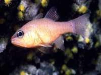 Parmovec bezvousý , Apogon imberbis, Cardinal fish - http://www.fishbase.org/images/species/Apimb_f0.jpg