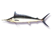 Plachetník štíhlý, Tetrapturus belone, Mediterranean spearfish   - http://free.imd.it/Colapesce/PescItalia/Pesci/Perciformi/Istioforidi/Tetrapturus%20Belone.jpg