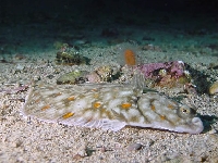 Platýs velký, Pleuronectes platessa, European plaice - http://www.seawater.no/fauna/Fisk/images/dsc03912.jpg