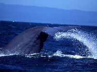 Plejtvák obrovský, Balaenoptera musculus, Blue Whale - http://www.ericwpreston.com/images/bluewhale1.jpg