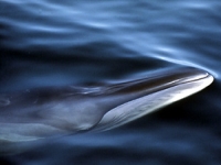 Plejtvák sejval, Balaenoptera borealis, Sei Whale - http://www.ngo.grida.no/wwfap/whalewatching/img/whale_sei.jpg