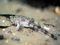 Pulec obrněný, Agonus cataphractus, Hooknose   - http://fishbase.org/images/species/Agcat_u1.jpg