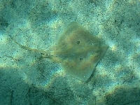 Rejnok čtyřoký, Raja miraletus, Brown ray - http://fishbase.com/images/species/Ramir_u0.jpg