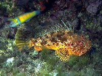Ropušnice obecná, Scorpaena scrofa, Largescaled scorpionfish     - http://ibiza.merbach.net/grafik/scorp_g.jpg