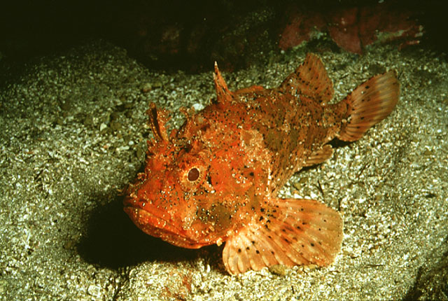 Ropu nice Skvrnit Scorpaena Porcus Black Scorpionfish Mo sk Ryby Ropu nice Skvrnit Scorpaena Porcus Black Scorpionfish Mo sk Ryby