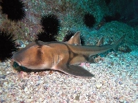 Různozubec portjacksonský, Heterodontus portusjacksoni, Port Jackson shark - http://www.rottnest-island.net/images/17_Heterodontus_portusjacksoni.med.jpg