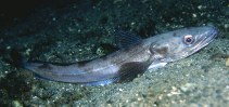 Štikozubec obecný, Merluccius merluccius, European hake - http://www.fishbase.org/images/species/Memer_u5.jpg