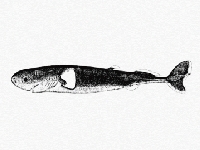 Světloun dvojtrnný, Euprotomicrus bispinatus, Pygmy shark - http://128.128.175.211/fedora/get/data:16164/LocalImage