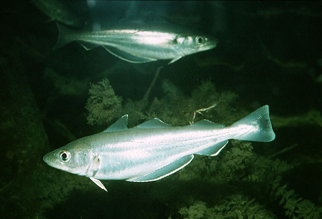 Treska Merlan Merlangius Merlangus Whiting Mo sk Ryby Treska Merlan Merlangius Merlangus Whiting Mo sk Ryby