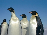 Tučňák císařský, Aptenodytes forsteri, Emperor Penguin - http://upload.wikimedia.org/wikipedia/commons/2/27/Emperor_penguins.jpg