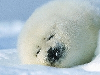 Tuleň grónský, Pagophilus groenlandicus, Harp Seal - http://lh6.ggpht.com/_ckYryQiJ-3Y/R1tloe7tjsI/AAAAAAAAD00/NEGFnW8cZEU/Harp+Seal,+Magdalen+Islands,+Canada.jpg