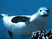 Tuleň středomořský, Monachus monachus, Mediterranean Monk Seal - http://www.cbrava.com/3newimage/monachus.jpg