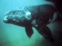 Velryba černá, Eubalaena glacialis, Northern right whale - http://www.horizonm.com/moussis/animaux/images/baleine_franche.jpg