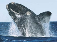 Velryba černá, Eubalaena glacialis, Northern right whale - http://upload.wikimedia.org/wikipedia/commons/e/e8/Northatlrightwhale_MMC.jpg