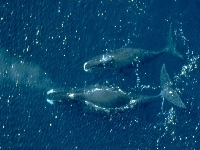 Velryba grónská, Balaena mysticetus, Bowhead Whale - http://www.tupperclub.de/wale/bilder/groenlandwal1.jpg