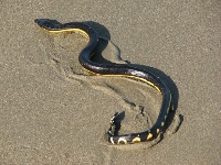 Vodnář dvoubarvý, Pelamis platura, Yellow-bellied Sea Snake - http://upload.wikimedia.org/wikipedia/commons/8/87/Pelamis_Platurus_Costa_Rica.JPG
