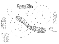 Vodnář Peronův, Acalyptophis peronii, Horned sea snake - http://upload.wikimedia.org/wikipedia/commons/7/70/Acalyptus_superciliosus.jpg