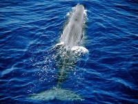 Vorvaň obrovský, Physeter macrocephalus, Sperm whale - http://immrac.haifa.ac.il/pictures/spermwhale.jpg