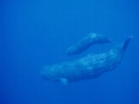 Vorvaň obrovský, Physeter macrocephalus, Sperm whale - http://imagecache2.allposters.com/images/NGSPOD01/101323.jpg