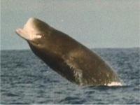 Vorvaňovec anarnak, Hyperoodon ampullatus, Northern Bottlenose Whale - http://curlygirl2.no.sapo.pt/botinhoso.jpg